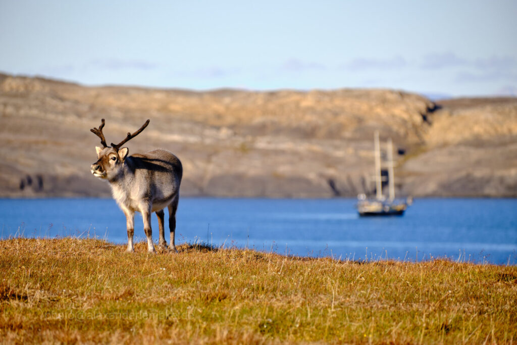 Reindeer in Svalbard