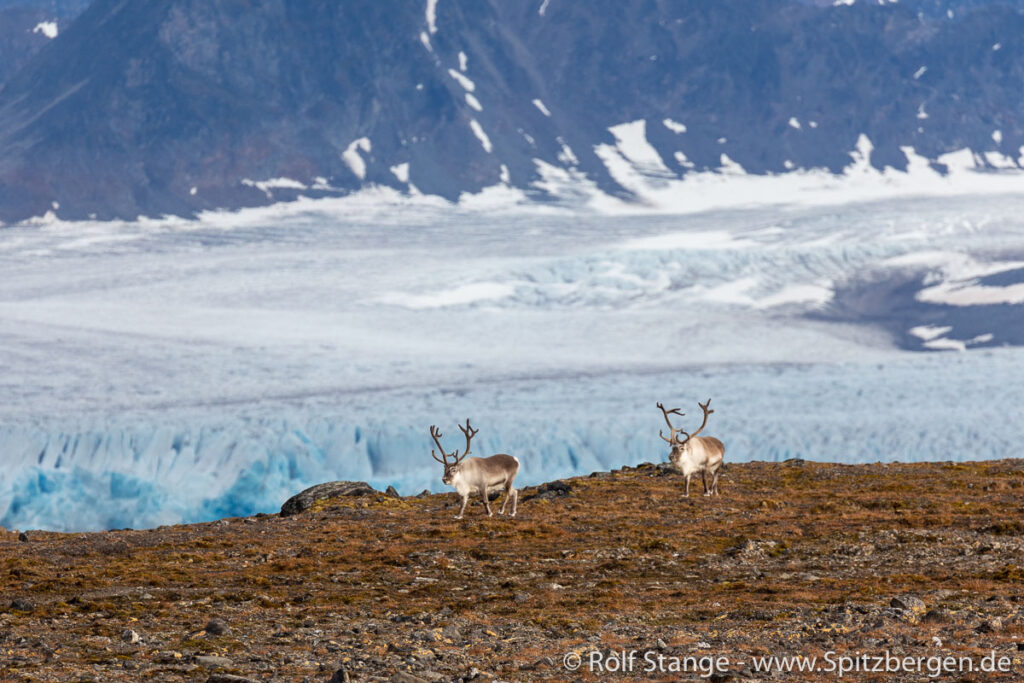 Wildlife on Svalbard