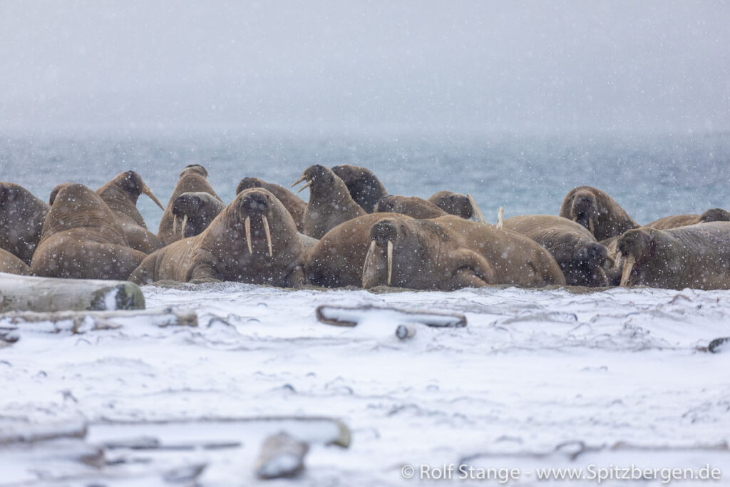 Smeerenburg Walruses