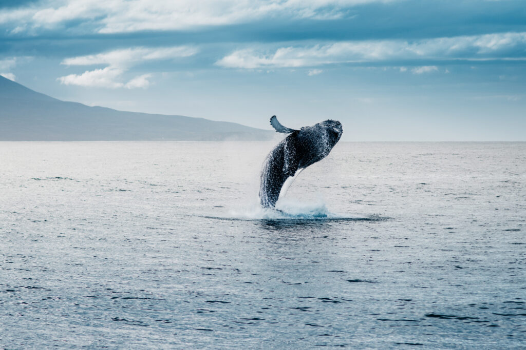 Humpback whale jumps out of water during whale watching session