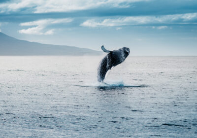 walvis-noorwegen bultrug springt uit het water tijdens walvisspotten