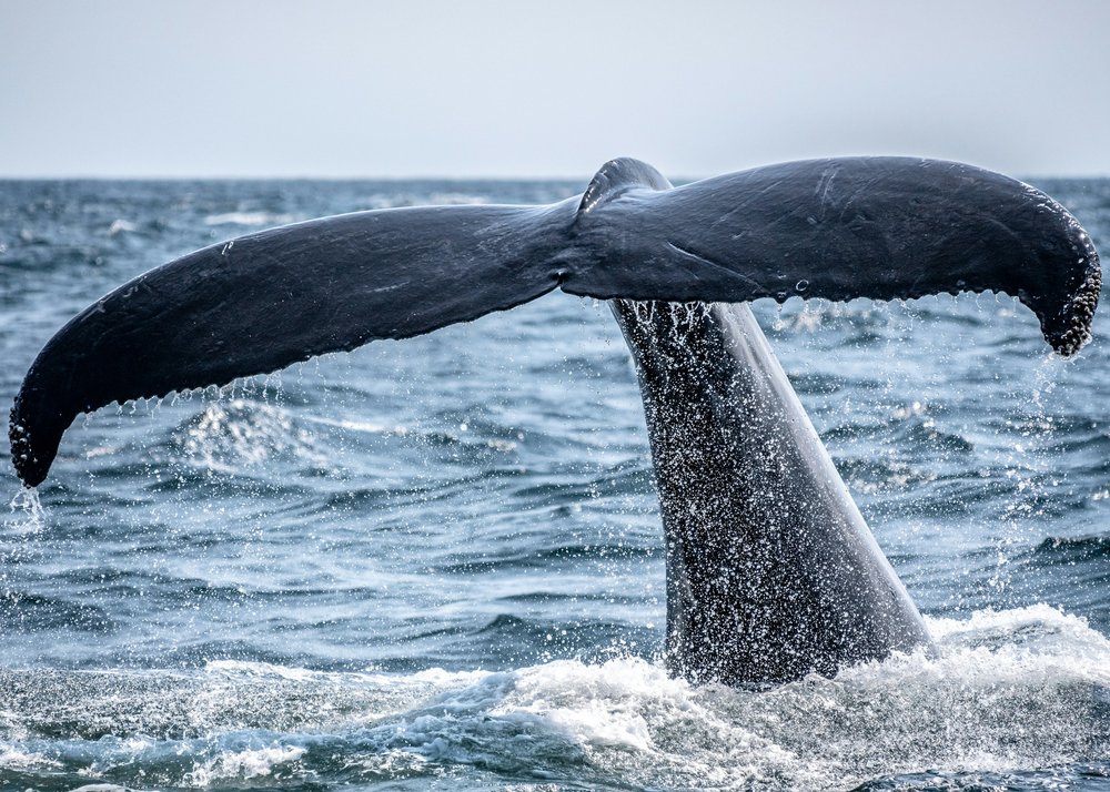 Whale watching on Atlantic sailing trip