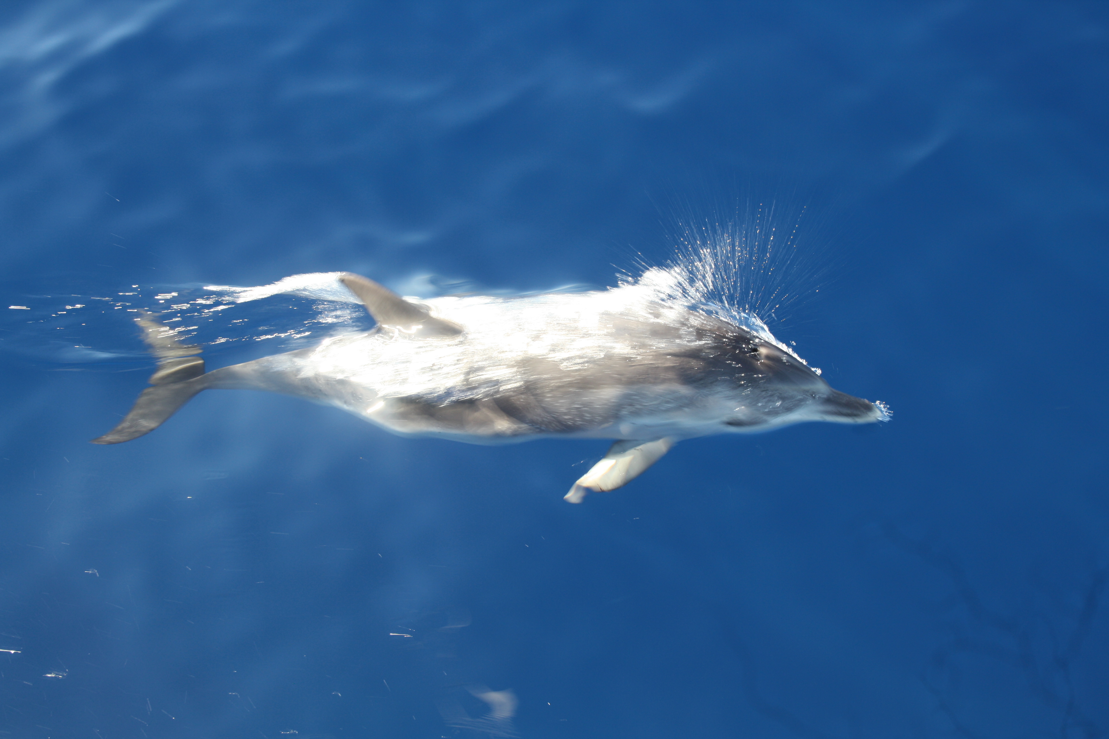 Dolfijn spotten tijdens een reis met een zeilschip