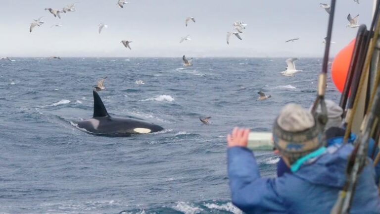 Maak een foto van een orka