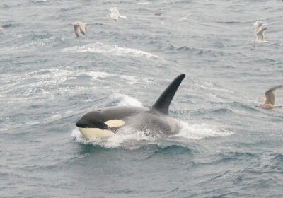 Een Orka boven water