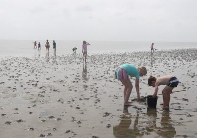 kids-droogvallen-kokkels-zoeken Kokkels zoeken tijdens het droogvallen op het Wad