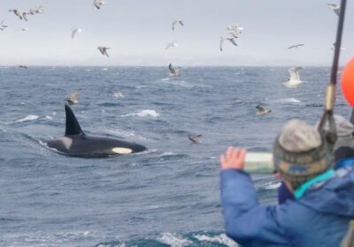 noorwegen-meander-foto-walvis Foto maken van een walvis in Noorwegen