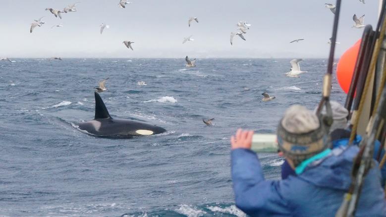 Taking a photo of a whale in Norway