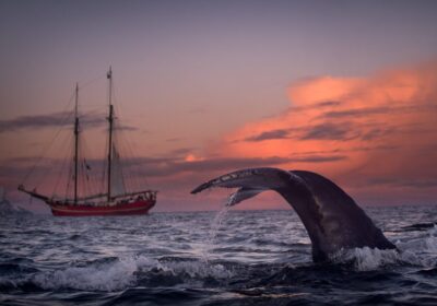 Tall Ship Noorderlicht Whale