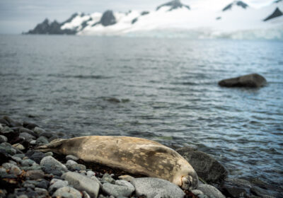 amazone-antarctica Zeehonden in ongerept poollandschap tijdens expeditie cruise