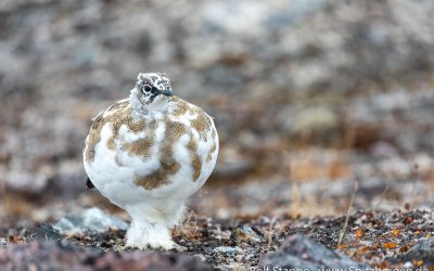 Ijsvogel observeren tijdens een zeilreis in Spitsbergen