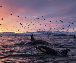 Noorderlicht met Orcas