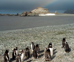 Pinguïns in Antarctica bij zeilreis langs ijsbergen en zee-ijs