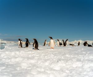 Antarctica expeditie zeilschip met pinguïnkolonie op de kust