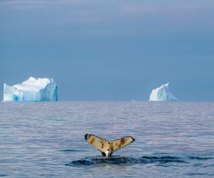 Zeilreis Antarctica ijsbergen expeditie schip poolgebied