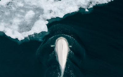 Walvissen in Spitsbergen ontdekken